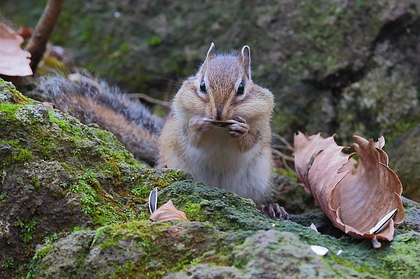 コガラ、エナガ、シマリス_e0413627_16203027.jpg