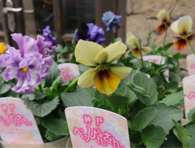 入荷情報 神戸べっぴんさんビオラ パンジー 優しき花を君の手に