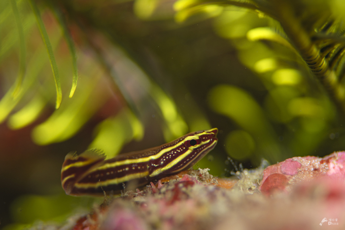 サクラダイの繁殖活動_e0158261_07003222.jpg