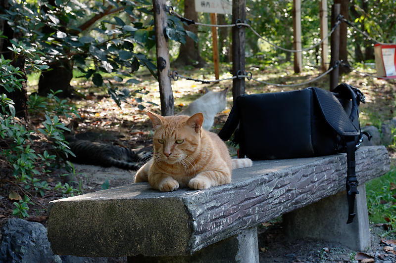 町角ニャンコ･長閑な日_f0032011_19385966.jpg