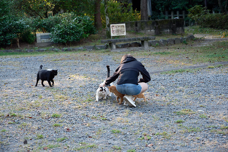 町角ニャンコ･長閑な日_f0032011_19390047.jpg