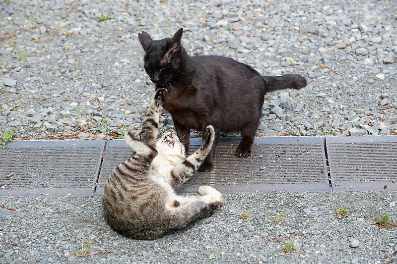 町角ニャンコ･長閑な日_f0032011_19390068.jpg
