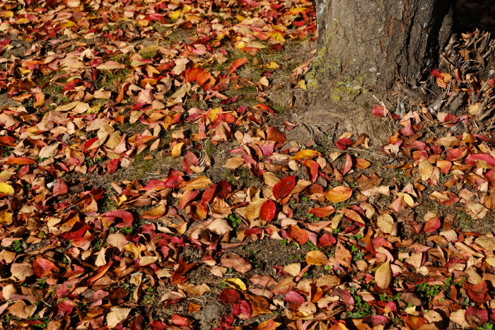 紅葉の安曇野サイクリング_c0110112_21175288.jpg