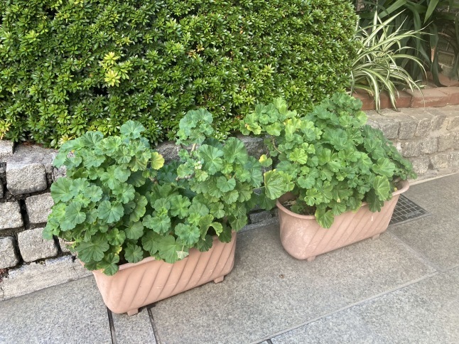 ゼラニュームの挿し芽_d0348118_09013875.jpeg
