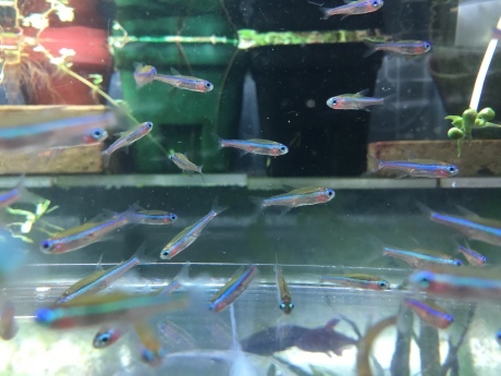熱帯魚 めだか 水草 ペットメイト西宮店の生体ブログ