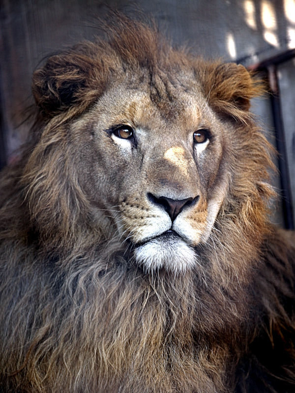 2頭のオスライオン : 動物園放浪記