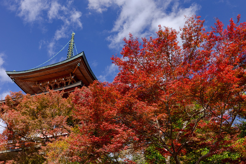 2021紅葉輝く京都　洛北のお寺にて_f0155048_22121246.jpg