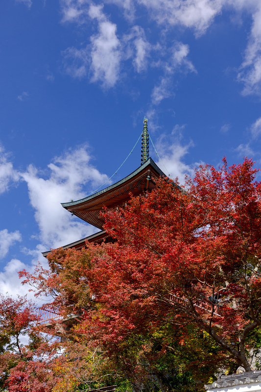 2021紅葉輝く京都　洛北のお寺にて_f0155048_22162068.jpg