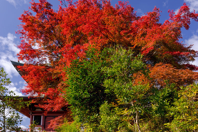 2021紅葉輝く京都　洛北のお寺にて_f0155048_22163086.jpg