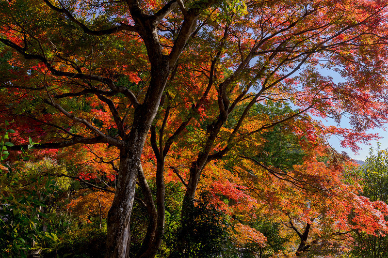 2021紅葉輝く京都　洛北のお寺にて_f0155048_22165188.jpg