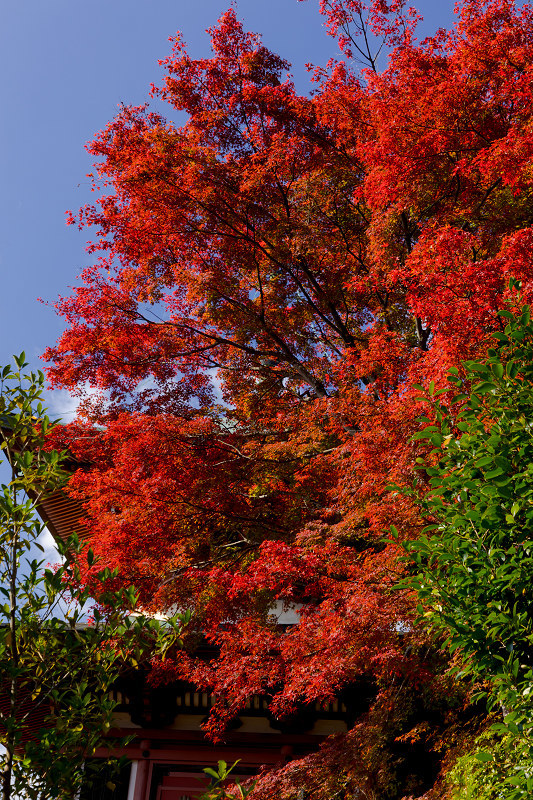 2021紅葉輝く京都　洛北のお寺にて_f0155048_22173522.jpg