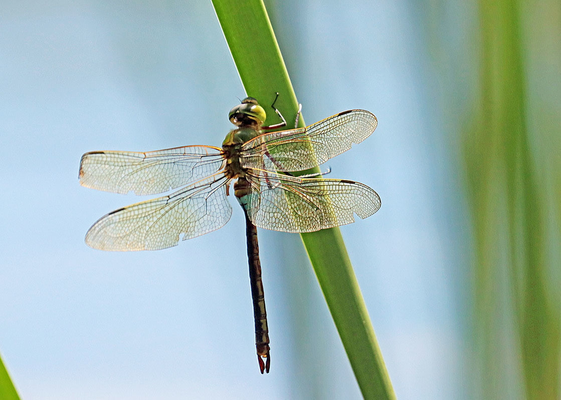 トンボ21 ヤンマ編 公園昆虫記