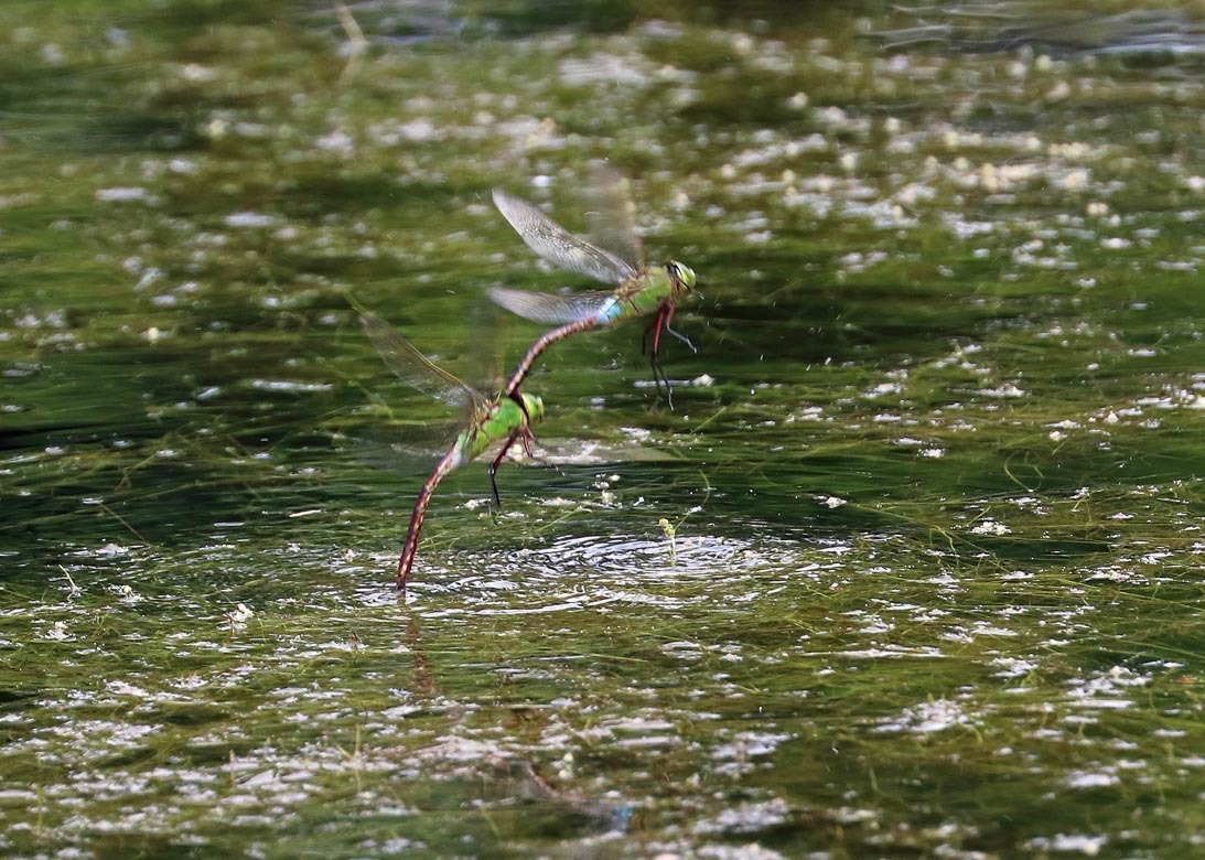 トンボ21 ヤンマ編 公園昆虫記