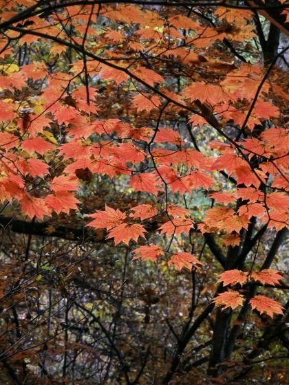 11月3日、紅葉の蓼科「横谷峡」ハイキング、1/3_e0045768_22445111.jpg