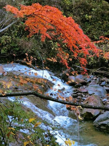 11月3日、紅葉の蓼科「横谷峡」ハイキング、1/3_e0045768_22494612.jpg