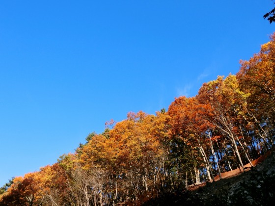 11月3日、紅葉の蓼科「横谷峡」ハイキング、1/3_e0045768_22521070.jpg