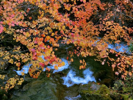 11月3日、紅葉の蓼科「横谷峡」ハイキング、1/3_e0045768_22530715.jpg
