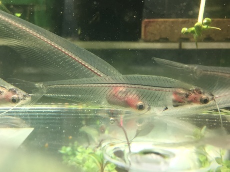 熱帯魚 めだか 水草 ペットメイト西宮店の生体ブログ