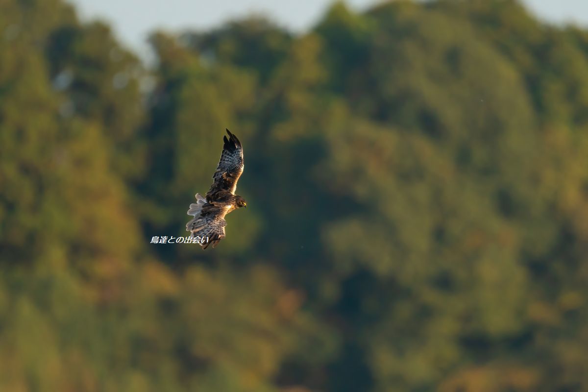 チュウヒ大陸型・・・Eastern Marsh Harrier_e0139623_19100888.jpg