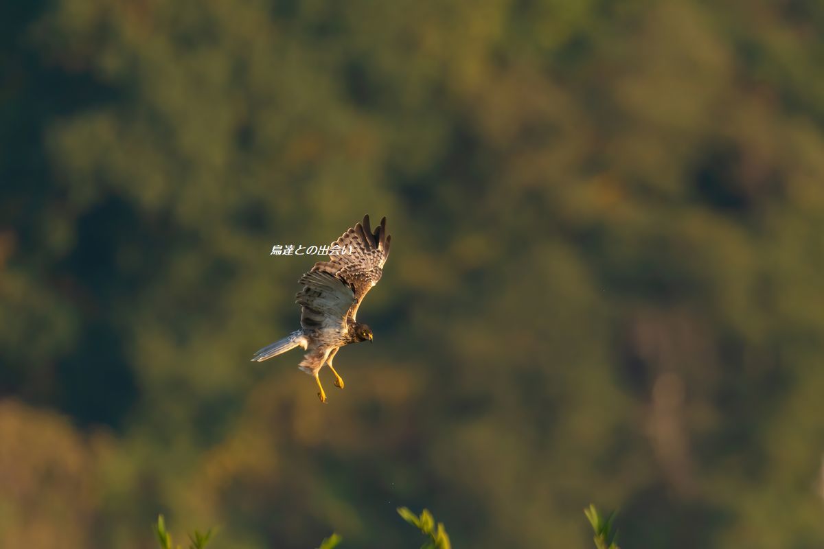 チュウヒ大陸型・・・Eastern Marsh Harrier_e0139623_19102923.jpg