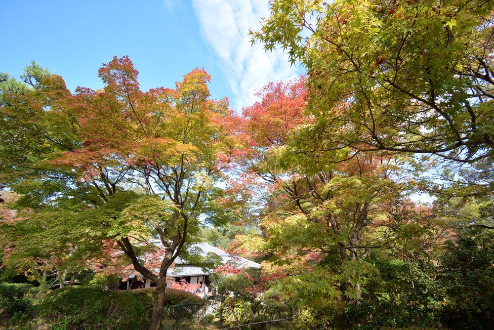 1丁目 森鴎外夏目漱石邸 紅葉の始まり_e0373930_18442911.jpg