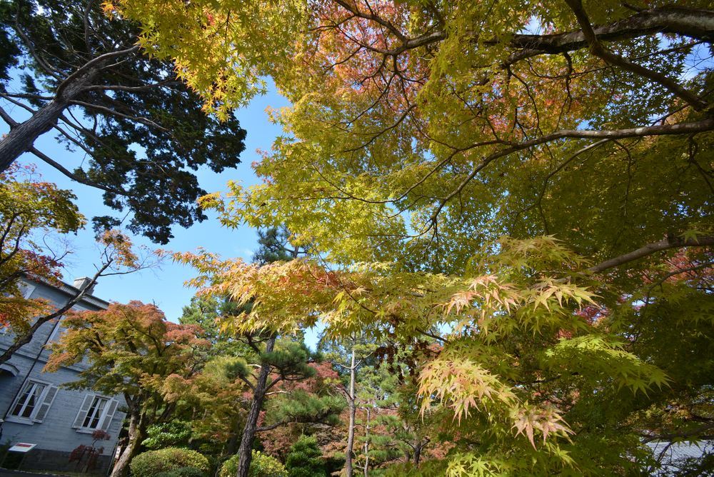 1丁目 森鴎外夏目漱石邸 紅葉の始まり_e0373930_18442938.jpg