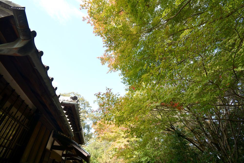 1丁目 森鴎外夏目漱石邸 紅葉の始まり_e0373930_18443035.jpg