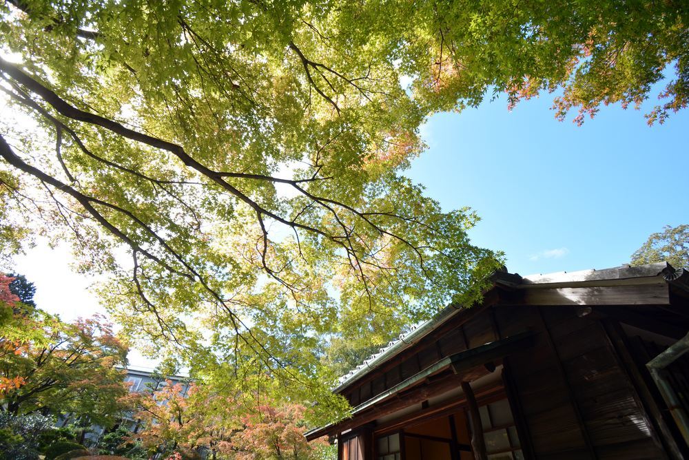 1丁目 森鴎外夏目漱石邸 紅葉の始まり_e0373930_18443077.jpg