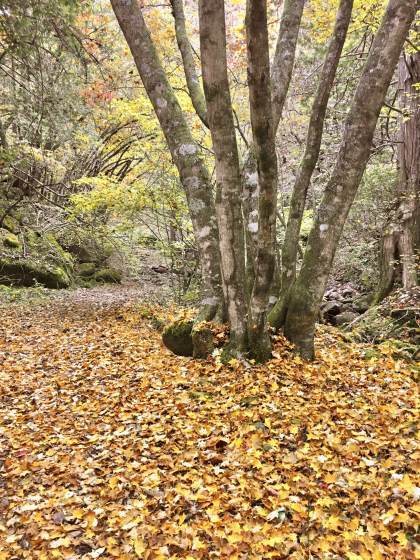 11月3日、紅葉の蓼科「横谷峡」ハイキング、2/3_e0045768_22301862.jpg
