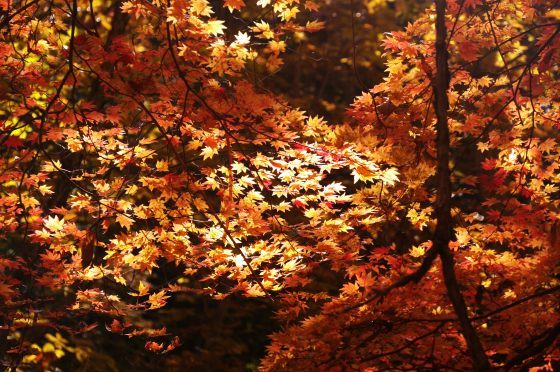11月3日、紅葉の蓼科「横谷峡」ハイキング、2/3_e0045768_22400760.jpg
