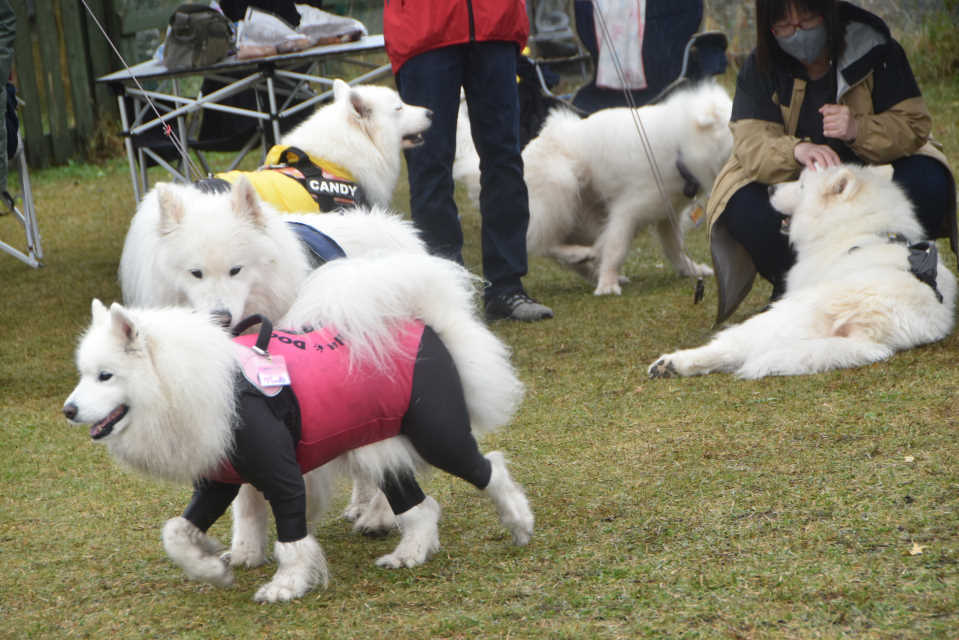 完全に忘れていたレオン家の迎えた子サモお迎えの会_b0120492_15263741.jpg