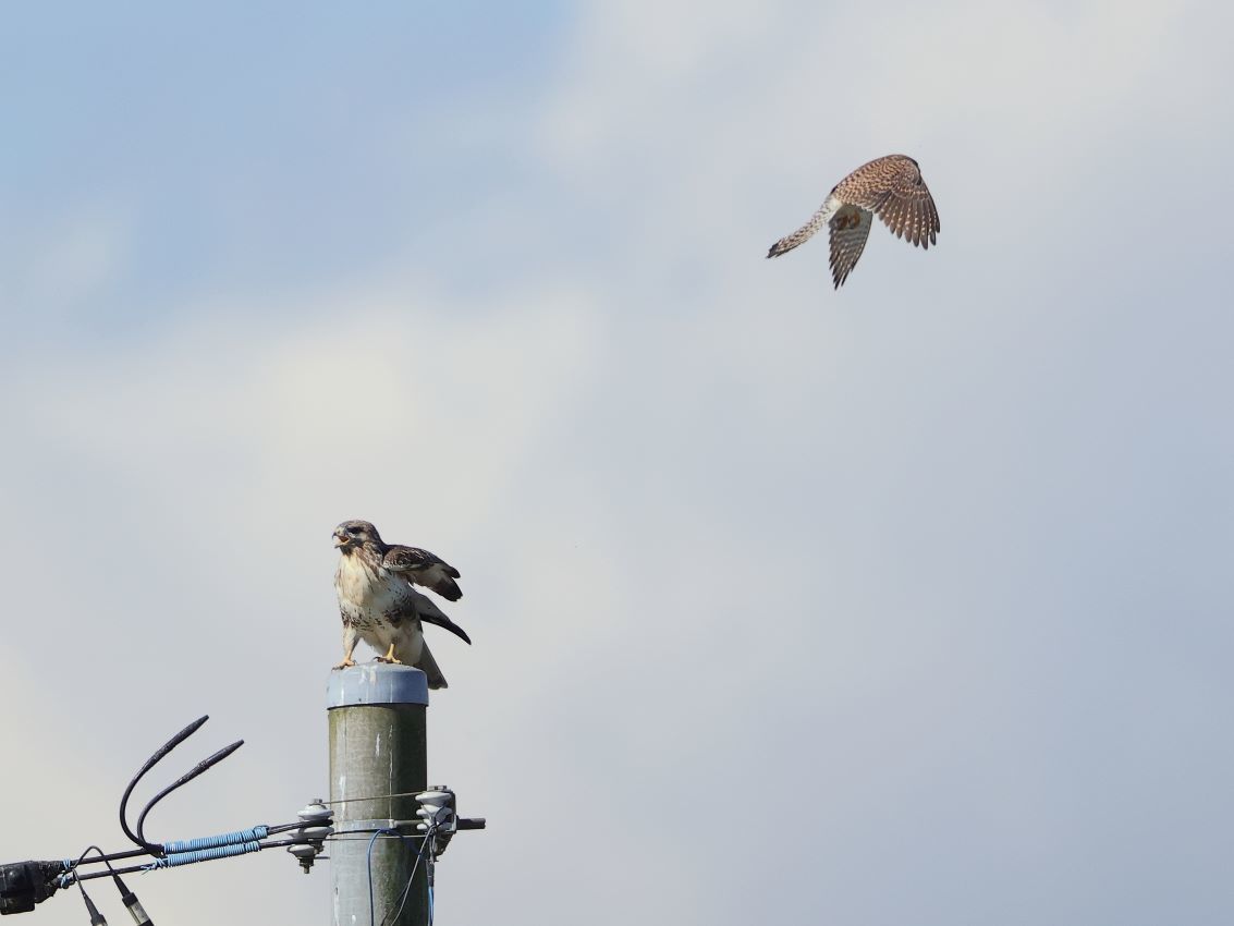 本物 野鳥 鳥 猛禽類 羽根 チョウゲンボウの羽根 | www.ouni.org