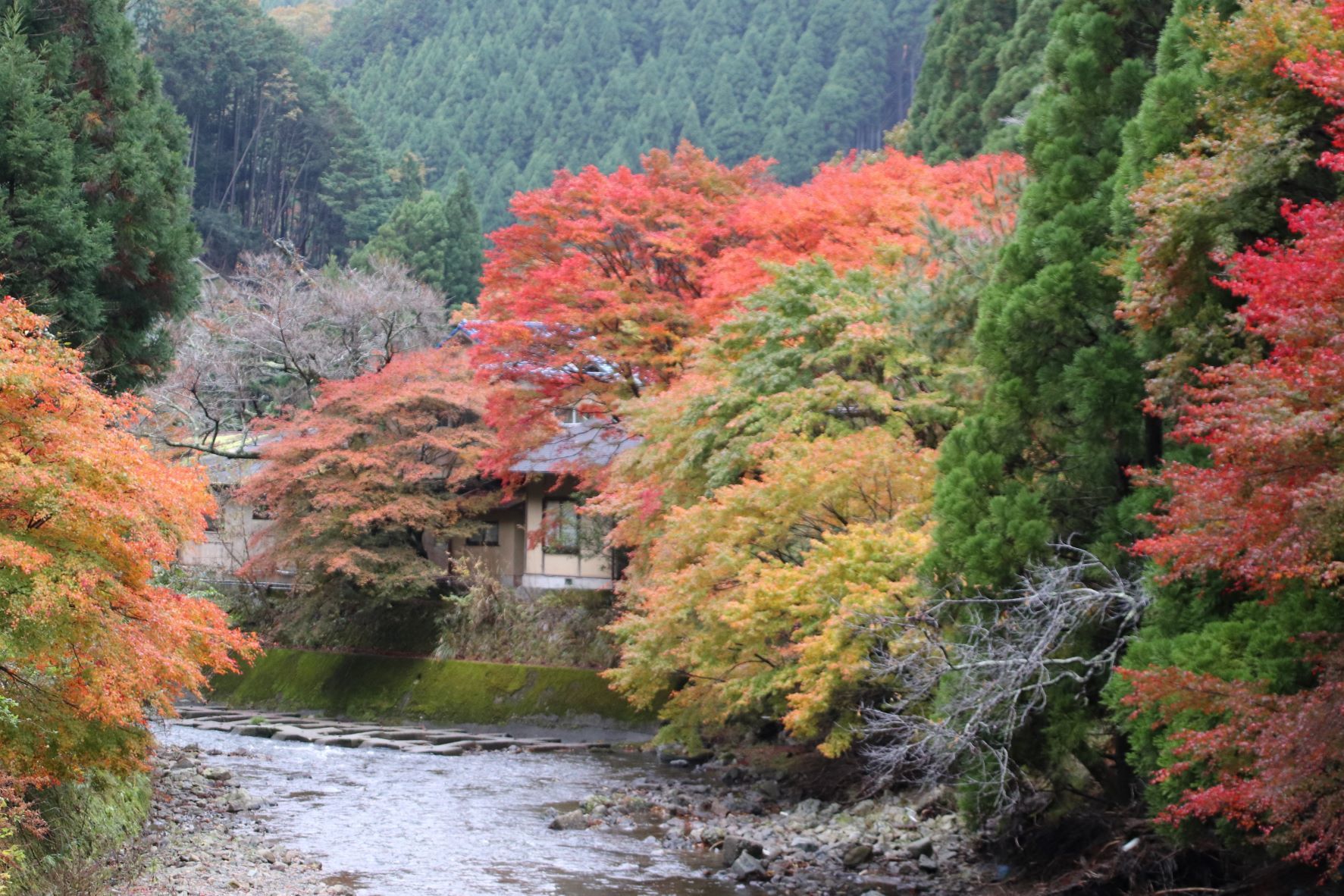 紅葉を満喫　京見峠から清滝川へ_e0048413_18522967.jpg