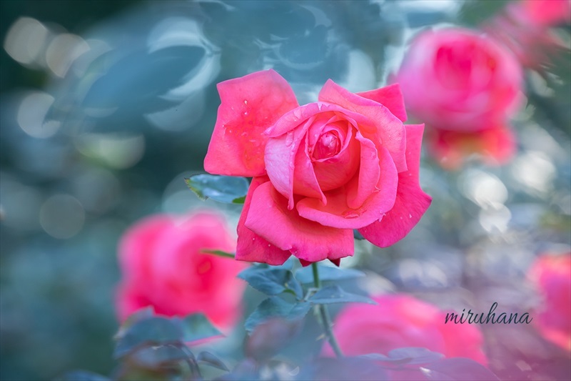 秋薔薇を愛でる。_c0037519_10013445.jpg