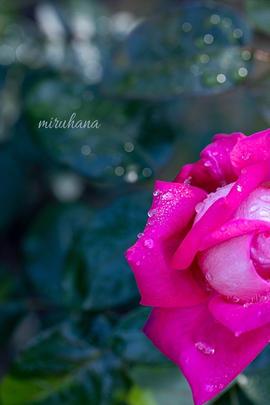 秋薔薇を愛でる。_c0037519_10014613.jpg