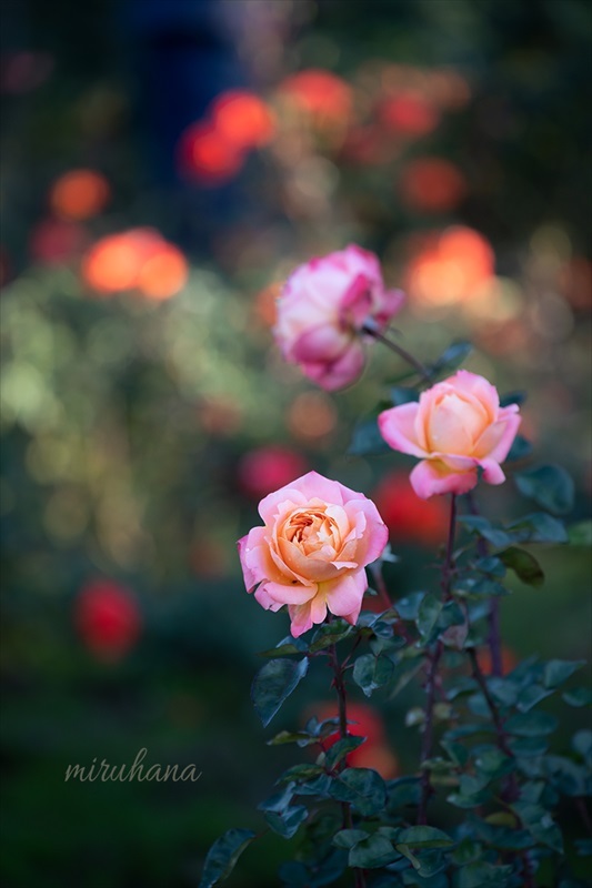 秋薔薇を愛でる。_c0037519_10015482.jpg