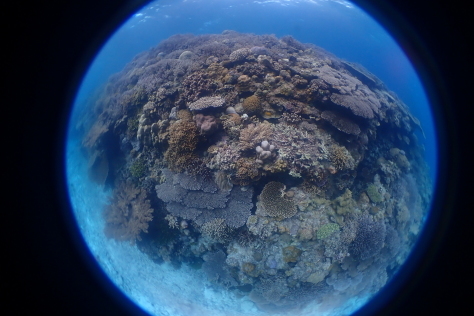 11月12日水納島ダイビング_c0070933_23022963.jpg