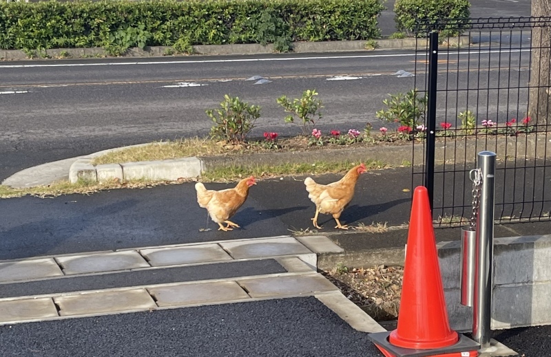 毎朝の珍客 お散歩_f0065444_08532046.jpeg