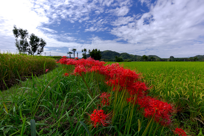 2021彼岸花の咲く風景　加茂の田んぼにて（木津川市）_f0155048_21543956.jpg