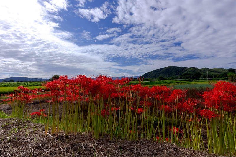 2021彼岸花の咲く風景　加茂の田んぼにて（木津川市）_f0155048_21584246.jpg