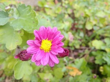 菊の秋…_b0368362_19334496.jpg