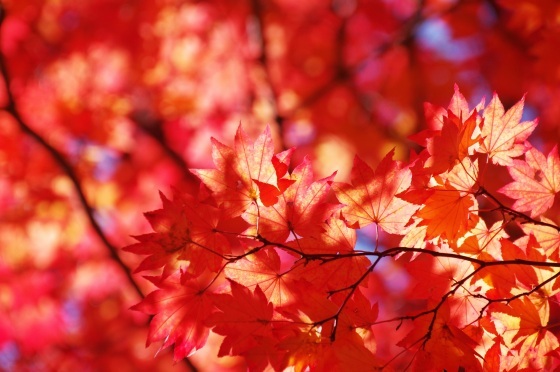 11月3日、紅葉の蓼科「横谷峡」ハイキング、3/3_e0045768_22331720.jpg