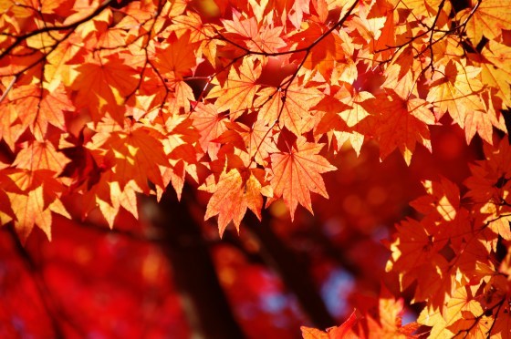11月3日、紅葉の蓼科「横谷峡」ハイキング、3/3_e0045768_22332506.jpg