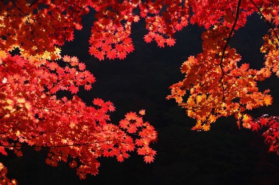 11月3日、紅葉の蓼科「横谷峡」ハイキング、3/3_e0045768_22333563.jpg