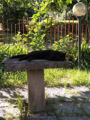 猫の形状、秋と猛暑_d0006400_00274017.jpeg