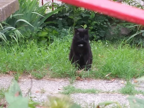 猫の形状、秋と猛暑_d0006400_00275163.jpg