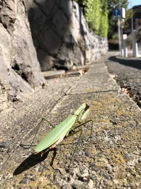 一寸の虫にも 丘の上から通信