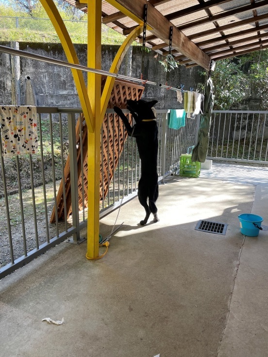 強烈な性能_f0076731_20353925.jpg