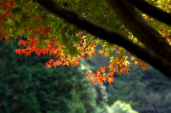 澄んだ空気に映える紅葉_b0145257_11582246.jpg