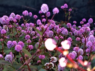 「ヒメツルソバ」は金平糖の花のじゅうたん_e0175370_16560187.jpg